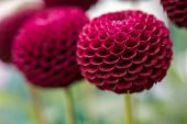 Karışık Dahlia Çiçeği Tohumu 5 Adet Tohum Yıldız Çiçek Tohumu - 3