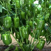 Meşhur Antep Acı Dolmalık Biber Tohumu 10 Adet Dolmalık Biberi Tohumu - 3