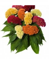Celosia Çiçeği Ekim Seti Saksı Toprak 5 Adet Tohum Kombin - 1