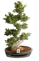 Bodur Hambeles Bonzai Ağacı Tohumu 5 Adet Tohum Bonsai Ağacı Tohumu - 1