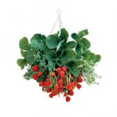 4 Mevsim Yediveren Çilek Tohumu Ekim Seti Saksı Toprak 10 Adet Tohum Kombin - 1