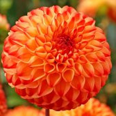 Karışık Dahlia Çiçeği Tohumu 5 Adet Tohum Yıldız Çiçek Tohumu - 4