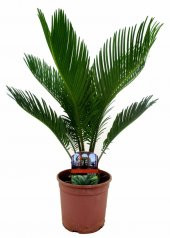 Nadir İthal Cycas Tohumu 3 Adet Tohum Sikas Revoluta - 4