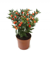 Cherry Saksılık Domates Tohumu 10 Adet Tohum - 1