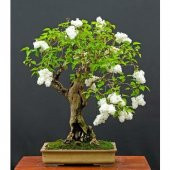 Bodur Beyaz Gül Bonzai Ağacı Tohumu 5 Adet Tohum Bonsai Ağacı Tohumu - 1