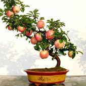 Bodur Elma Bonzai Ağacı Tohumu 5 Adet Tohum Bonsai Ağacı Tohumu - 2