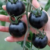 Siyah Domates Tohumu 5 Adet Tohum Black Tomato - 2