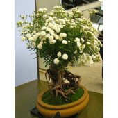 Bodur Beyaz Gül Bonzai Ağacı Tohumu 5 Adet Tohum Bonsai Ağacı Tohumu - 2