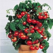 Cherry Saksılık Domates Tohumu 10 Adet Tohum - 2