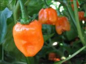 Çok Acı Habanero Biberi Tohumu 5 Adet Tohum Biber Tohumu - 2