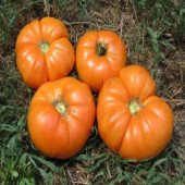 Nadir İthal İri Turuncu Domates Tohumu 5 Adet Tohum - 2