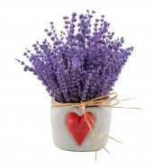 Nadir İthal Mis Kokulu İngiliz Lavanta Çiçeği Tohumu 20 Adet Lavanta Tohumu - 4