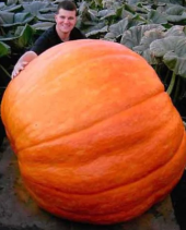 Eko Paket 10 Adet Tohum Atlantik Giant Dev Kabak Tohumu - 1