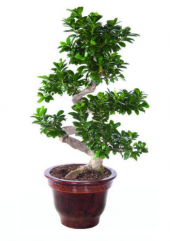 Bodur Hambeles Bonzai Ağacı Tohumu 5 Adet Tohum Bonsai Ağacı Tohumu - 3
