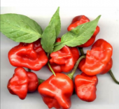 Eko Paket 50 Adet Tohum Nadir İthal Acı Gül Biberi Tohumu Bishops Tacı thumbnail 1