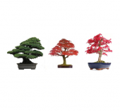 3lü Bonsai Ağacı Ekim Seti Acer Rubrum Selvi Çınar Bonzai Ağacı Tohumu Kombin - 1