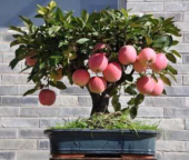 Bodur Elma Bonzai Ağacı Tohumu 5 Adet Tohum Bonsai Ağacı Tohumu - 3
