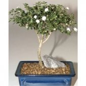 Bodur Beyaz Gül Bonzai Ağacı Tohumu 5 Adet Tohum Bonsai Ağacı Tohumu - 3