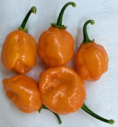 Çok Acı Habanero Biberi Tohumu 5 Adet Tohum Biber Tohumu - 3