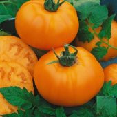 Nadir İthal İri Turuncu Domates Tohumu 5 Adet Tohum thumbnail 2