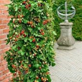 Eko Paket 75 Adet Tohum Alman Çilek Ağacı Tohumu Sırık Çilek Tohumu - 2