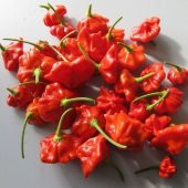 Nadir İthal Kırmızı Gül Biberi Tohumu 5 Adet Tohum Bishops Tacı Biber Tohumu thumbnail 5