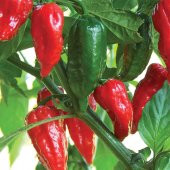 İthal Nadir Çok Acı Jolokia Biber Tohumu 5 Adet Tohum Zehir Gibi Acı Biber - 3