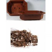 3lü Bonsai Ağacı Ekim Seti Acer Rubrum Selvi Çınar Bonzai Ağacı Tohumu Kombin - 2