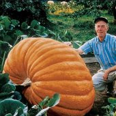 Eko Paket 10 Adet Tohum Atlantik Giant Dev Kabak Tohumu - 2