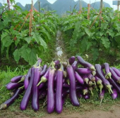 Süper Paket 125 Adet Tohum İthal Nadir Dev Kemer Patlıcan Tohumu thumbnail 1