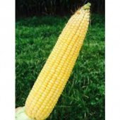 Süper Paket 100 Adet Tohum İthal Nadir 40-60 Cm Uzun Mısır Tohumu - 2