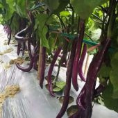 Süper Paket 125 Adet Tohum İthal Nadir Dev Kemer Patlıcan Tohumu thumbnail 2