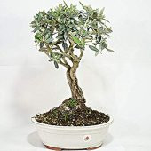 Bodur Zeytin Bonzai Ağacı Tohumu 2 Adet Tohum Bonsai Ağacı Tohumu thumbnail 3