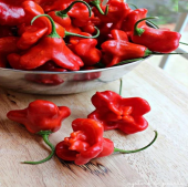 Eko Paket 50 Adet Tohum Nadir İthal Acı Gül Biberi Tohumu Bishops Tacı thumbnail 3