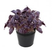 Mis Kokulu Mor Reyhan Tohumu Ekim Seti 50 Tohum Fesleğen Saksı Toprak Kombin - 1