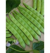 Süper Paket 500 Adet Sarıkız Fasulye Tohumu Fasülye Tohumu thumbnail 2