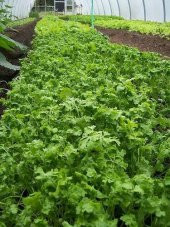 Nadir İthal Crinkled Tere Tohumu 100 Adet Tohum - 2