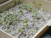 Perlit 20 Litre Tarım Perliti thumbnail 2