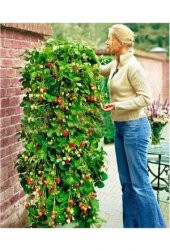 Eko Paket 75 Adet Tohum Alman Çilek Ağacı Tohumu Sırık Çilek Tohumu - 5