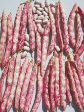 Süper Paket 500 Adet Tohum Sırık Barbunya Fasulyesi Tohumu Fasülye Tohumu - 2