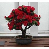 Nadir İthal Bodur Kırmızı Gül Bonzai Ağacı Tohumu 5 Tohum Bonsai Tohumu - 1