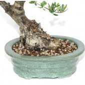 İthal Bonzai Ağacı Toprağı 3 Litre Bonsai Toprağı - 2