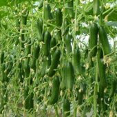 Süper Paket 100 Adet Tohum İtalyan Sırık Salatalık Tohumu - 4