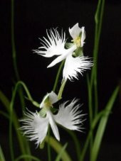 Çok Nadir Japon Radiata Orkide Çiçeği Tohumu Ekim Seti 5 Tohum Orkide Tohumu Saaksı Toprak Kombin - 2