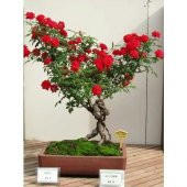 Nadir İthal Bodur Kırmızı Gül Bonzai Ağacı Tohumu 5 Tohum Bonsai Tohumu - 2