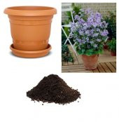 Ebe Gömeci Tohumu Ekim Seti - 1