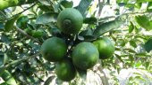Nadir İthal Misket Limonu Lime Limon Tohumu Ekim Seti 3 Saksı Toprak Kombin - 3