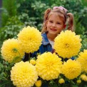 Ithal Nadir Karışık Dev Dahlia Çiçeği Tohumu Çiçek Tohumu 5 Tohum thumbnail 2