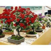 Nadir İthal Bodur Kırmızı Gül Bonzai Ağacı Tohumu 5 Tohum Bonsai Tohumu - 3