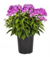 Karışık Phlox Çiçeği Tohumu Ekim Seti - 2
